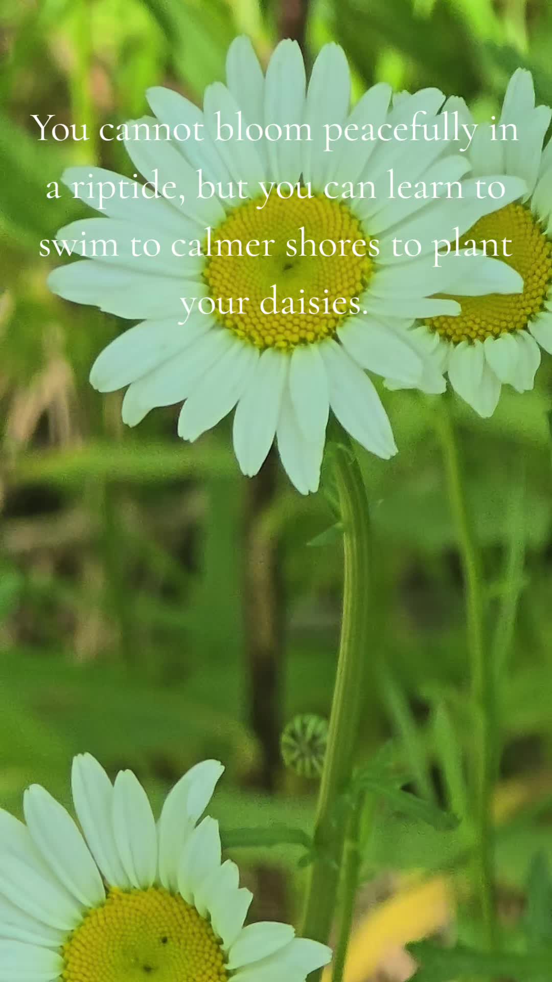 @amber83eternalroot