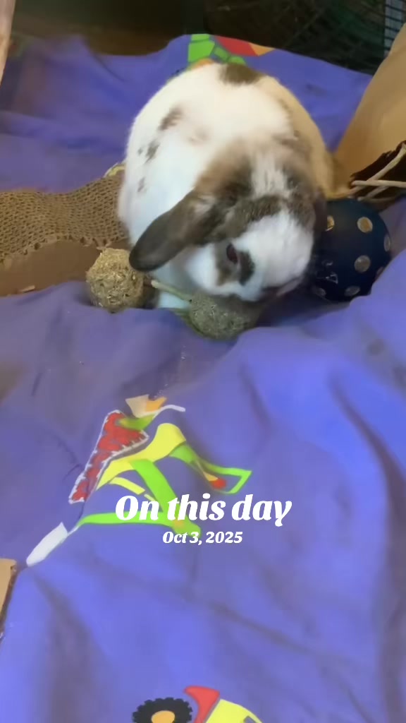 @Mrdivaandgizmoandfriends