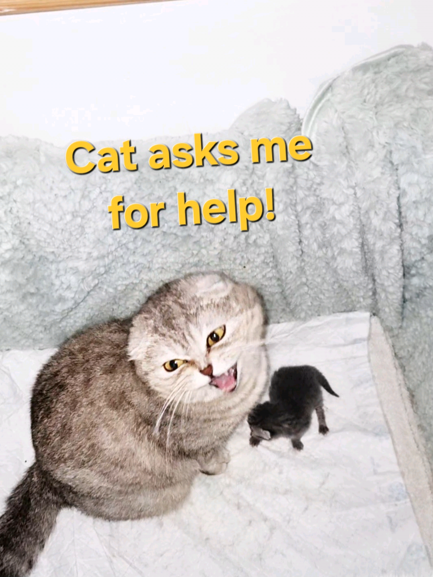 @Cat Chloe & kittens
