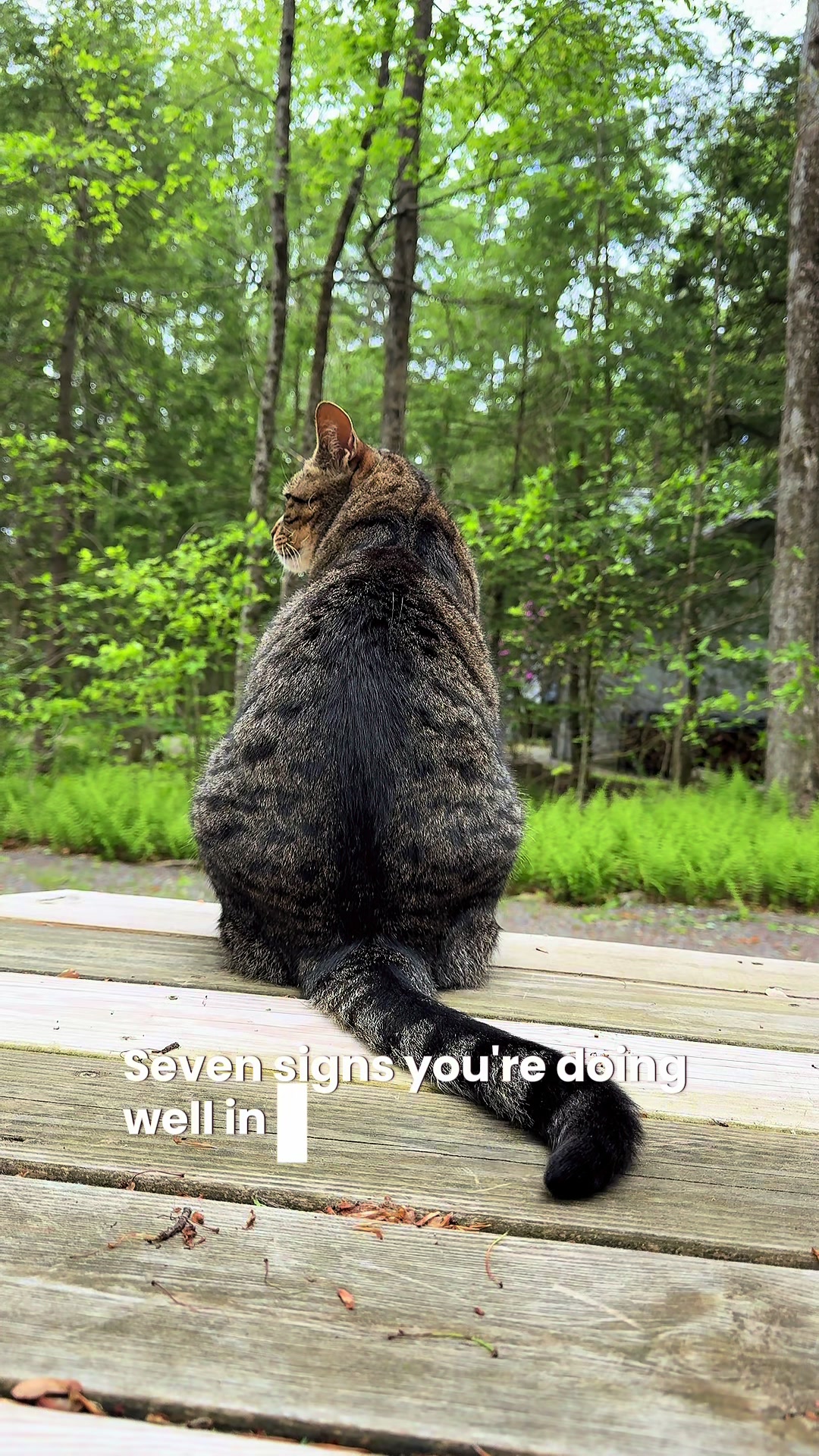 @Coby the Cat 🐾
