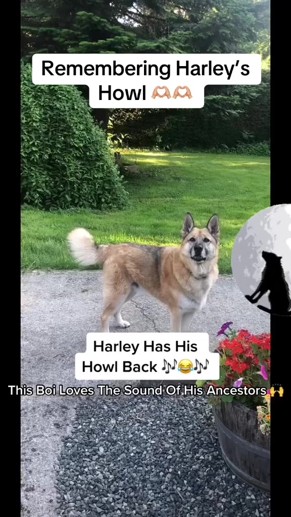 @🇨🇦 K9 Harley & Jody 🇨🇦