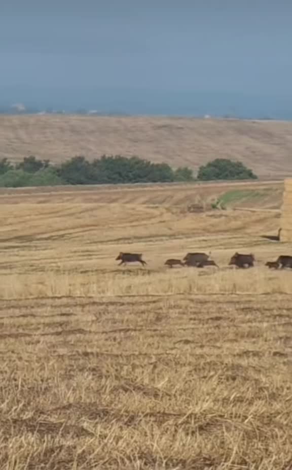 @il cinghiale di tiktok