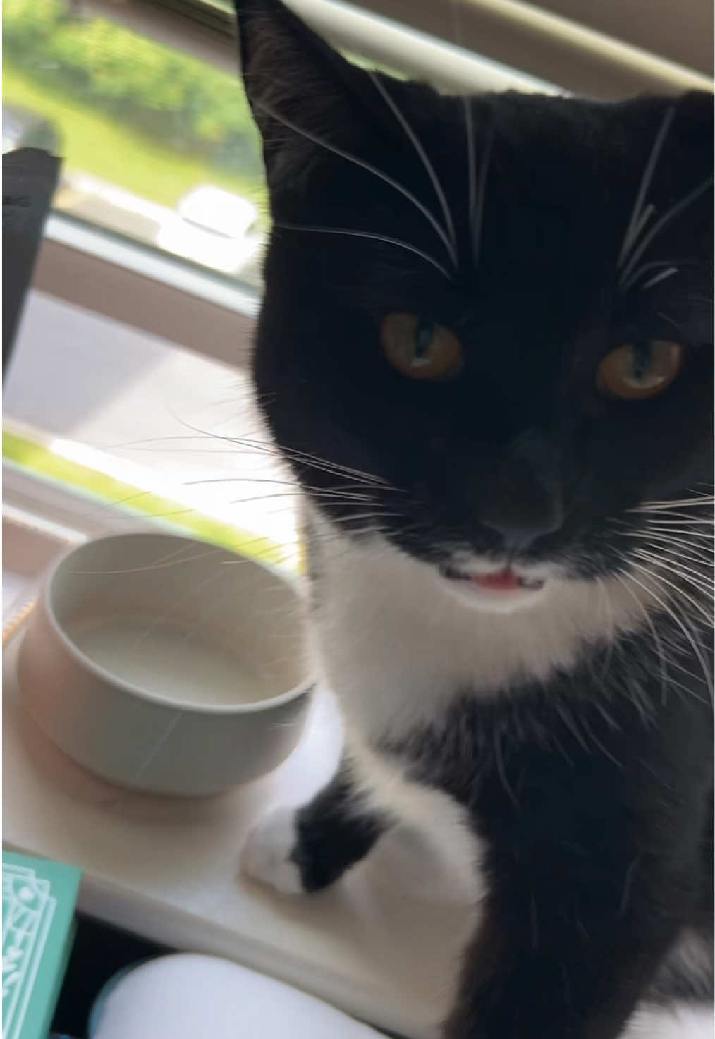 @FamiliarFEYpets