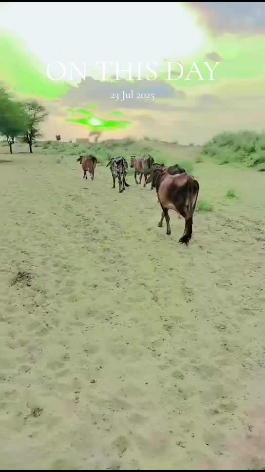 @Alishar 133