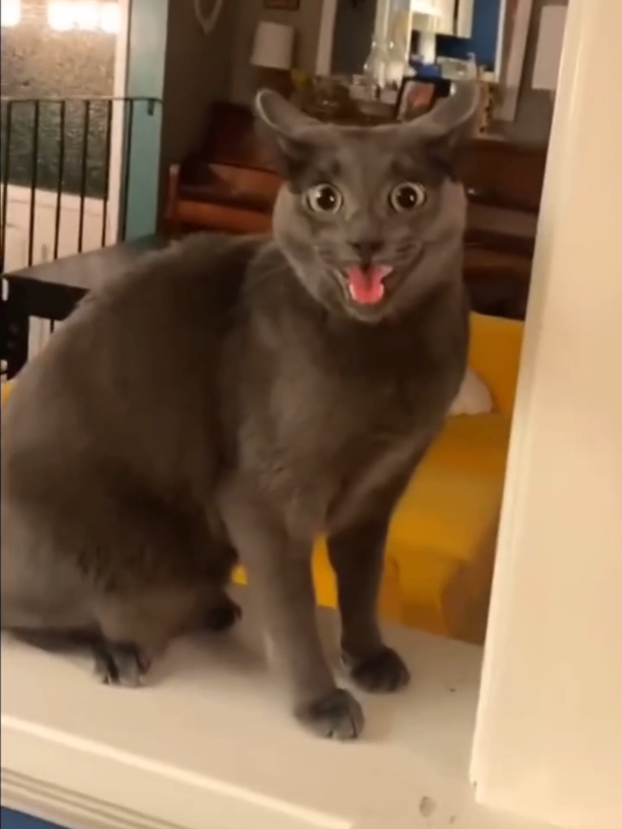 @Paw Pet