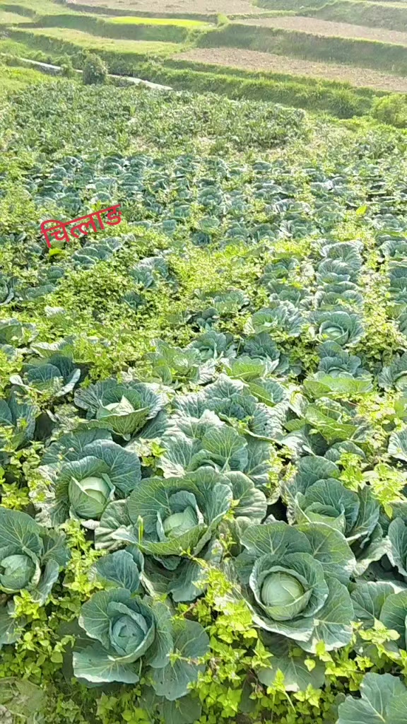 @renurenu2054P🇳🇵