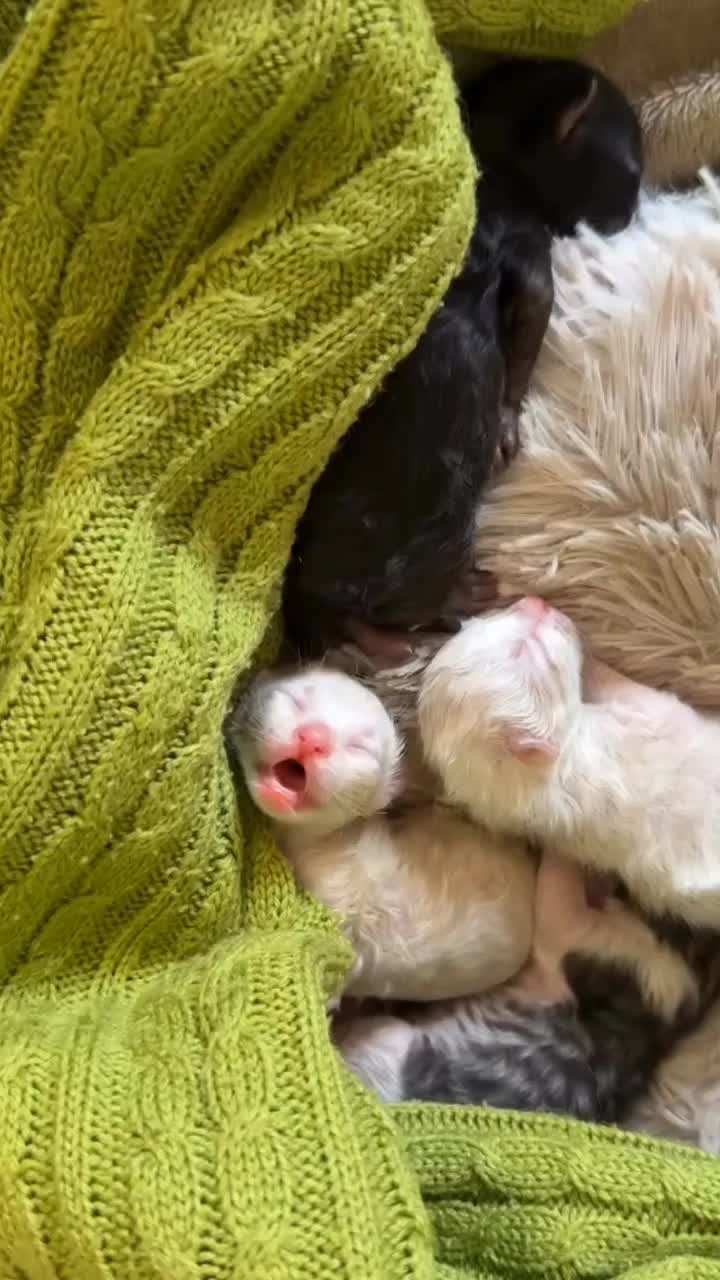 @catnipcrazee