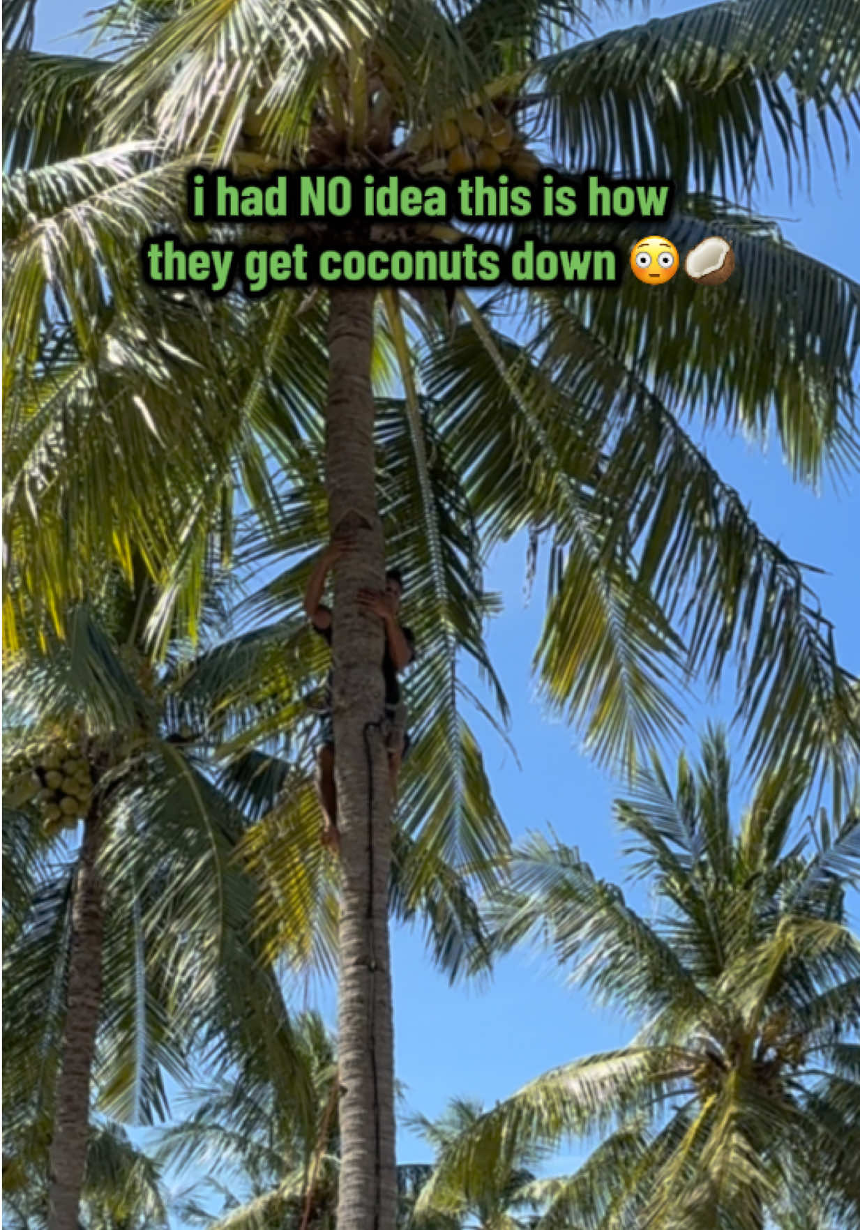 @sim 🐯