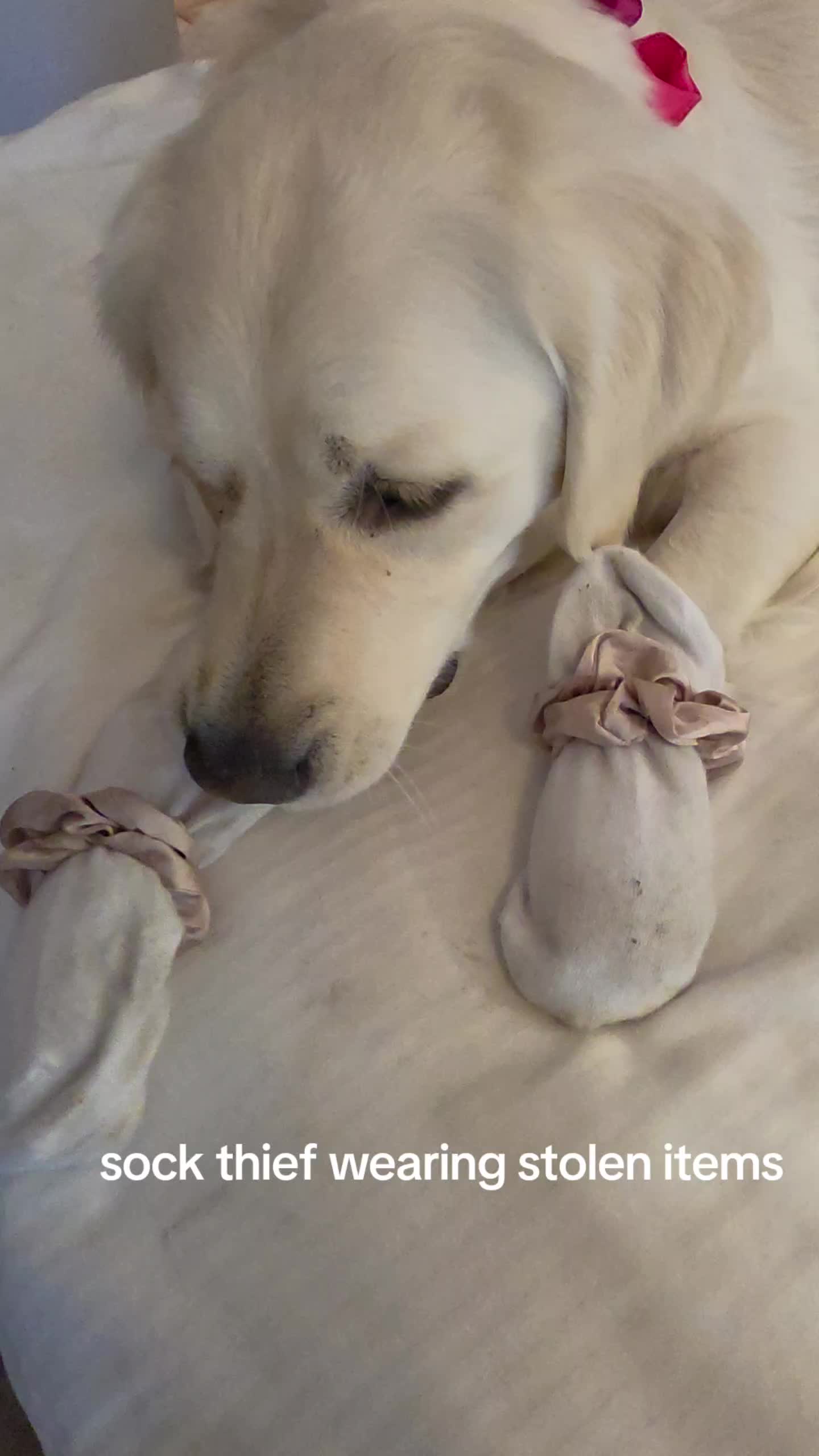 @DoggieMamaFurever&hearts;️🐶