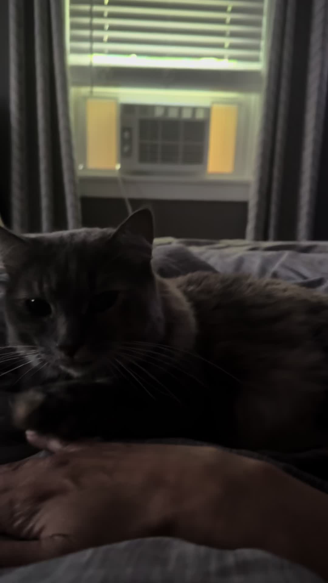 @TailsandWhiskersCo