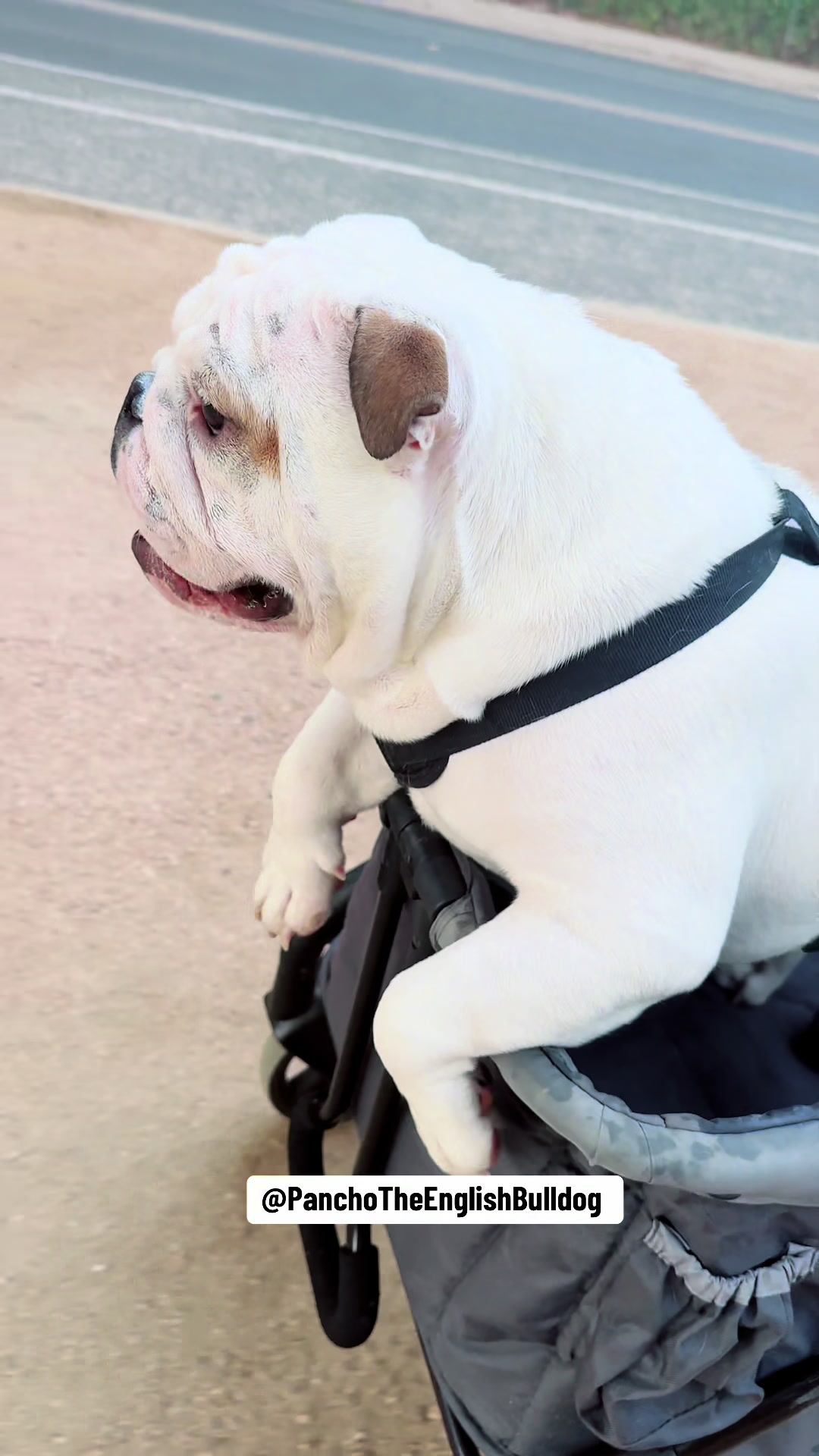 @PanchoTheEnglishBulldog