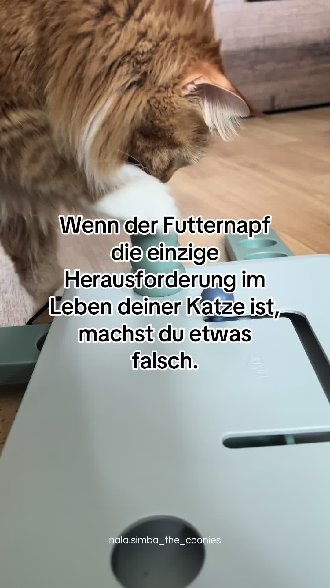 @Nala & Simba | Catcontent