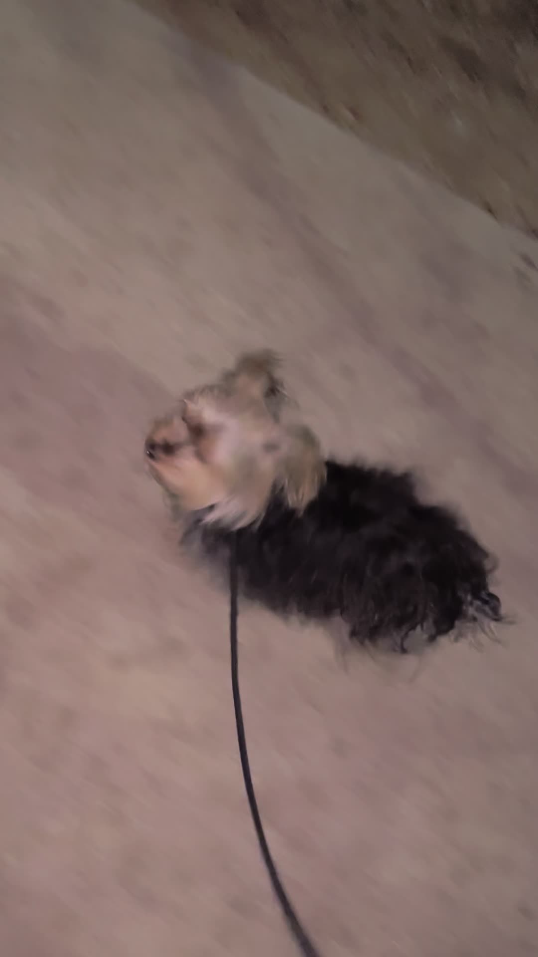 @The Dog Savant