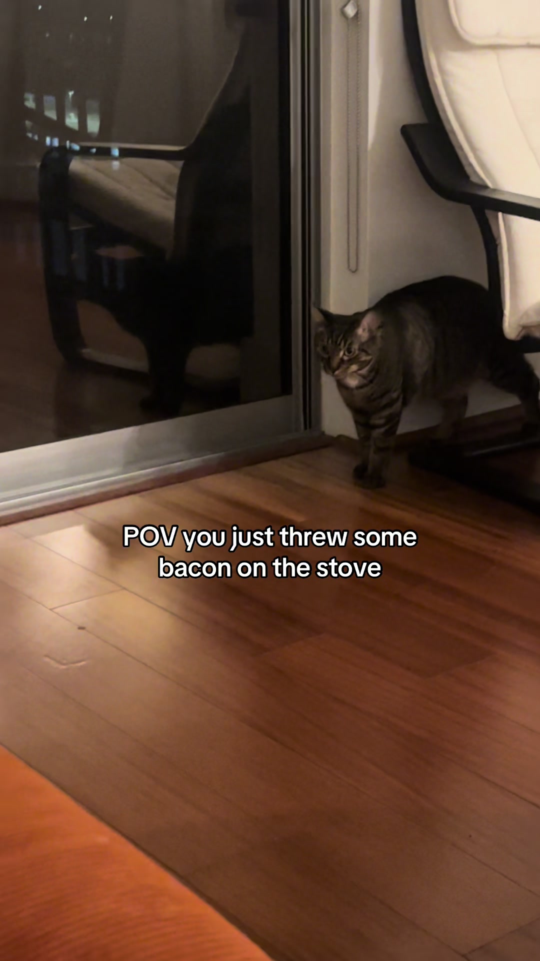 @Quinn The Calico