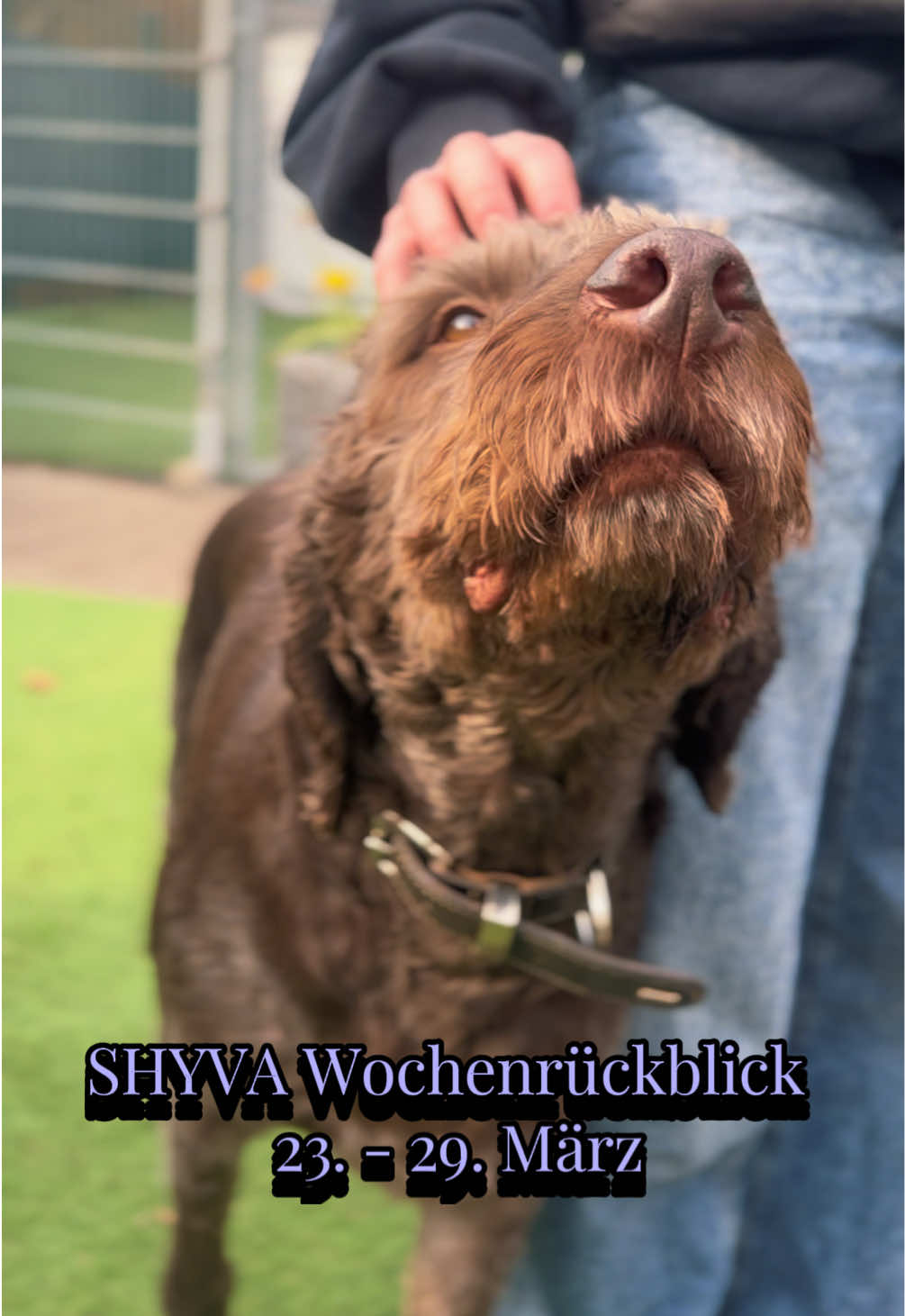 @Shyva Hundezentrum