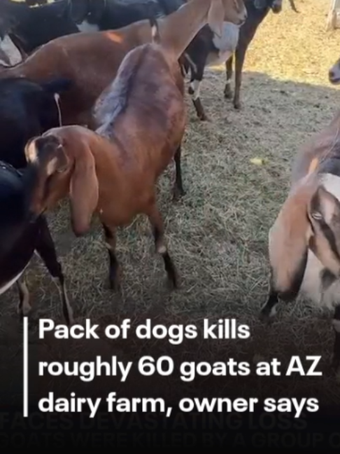 @FOX 10 Phoenix