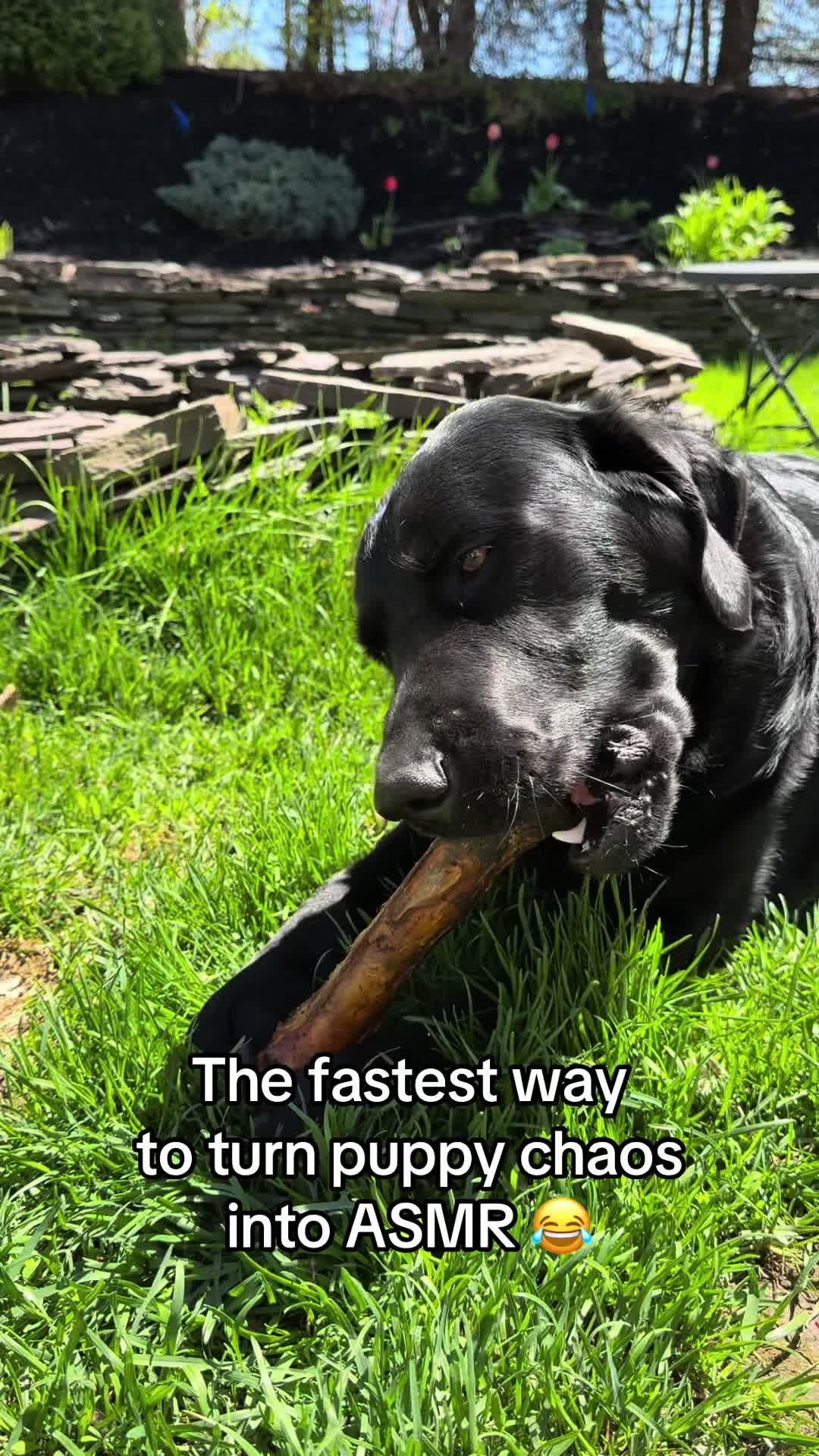 @DennisTheBlackLab