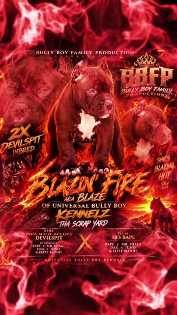 @BULLY BOY FAMILY PRODUCTIONS
