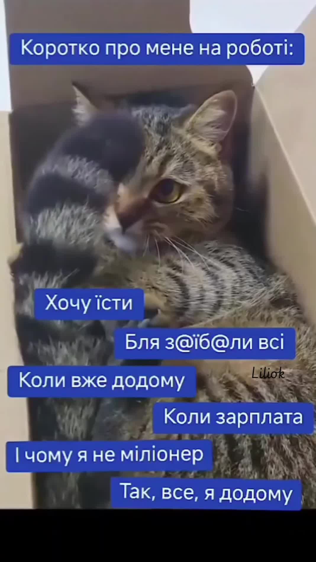 @🎀Liliok🎀
