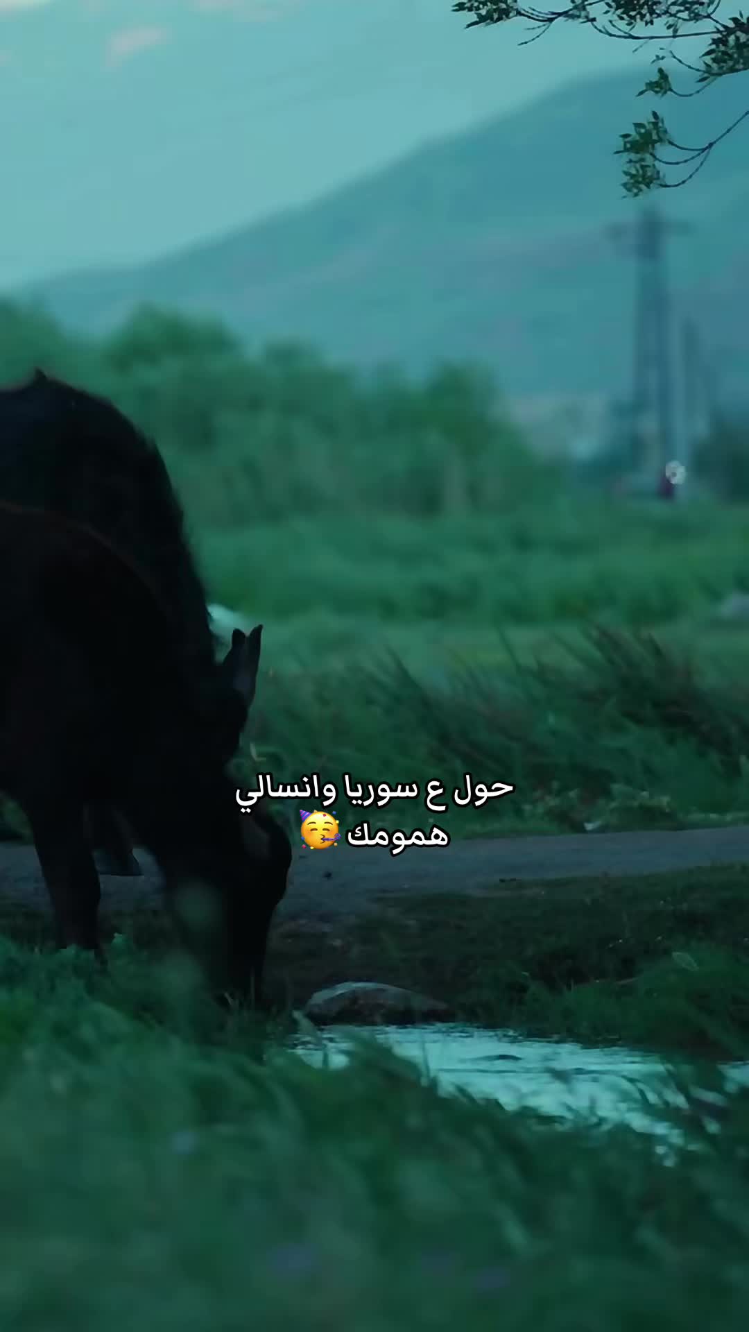 @Syriano/سريانو🇸🇾🦅