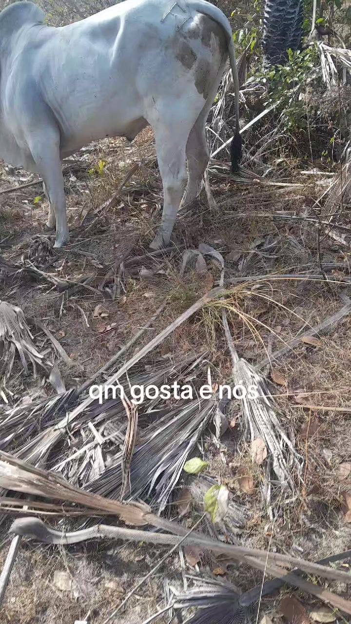 @Vaqueirojuca
