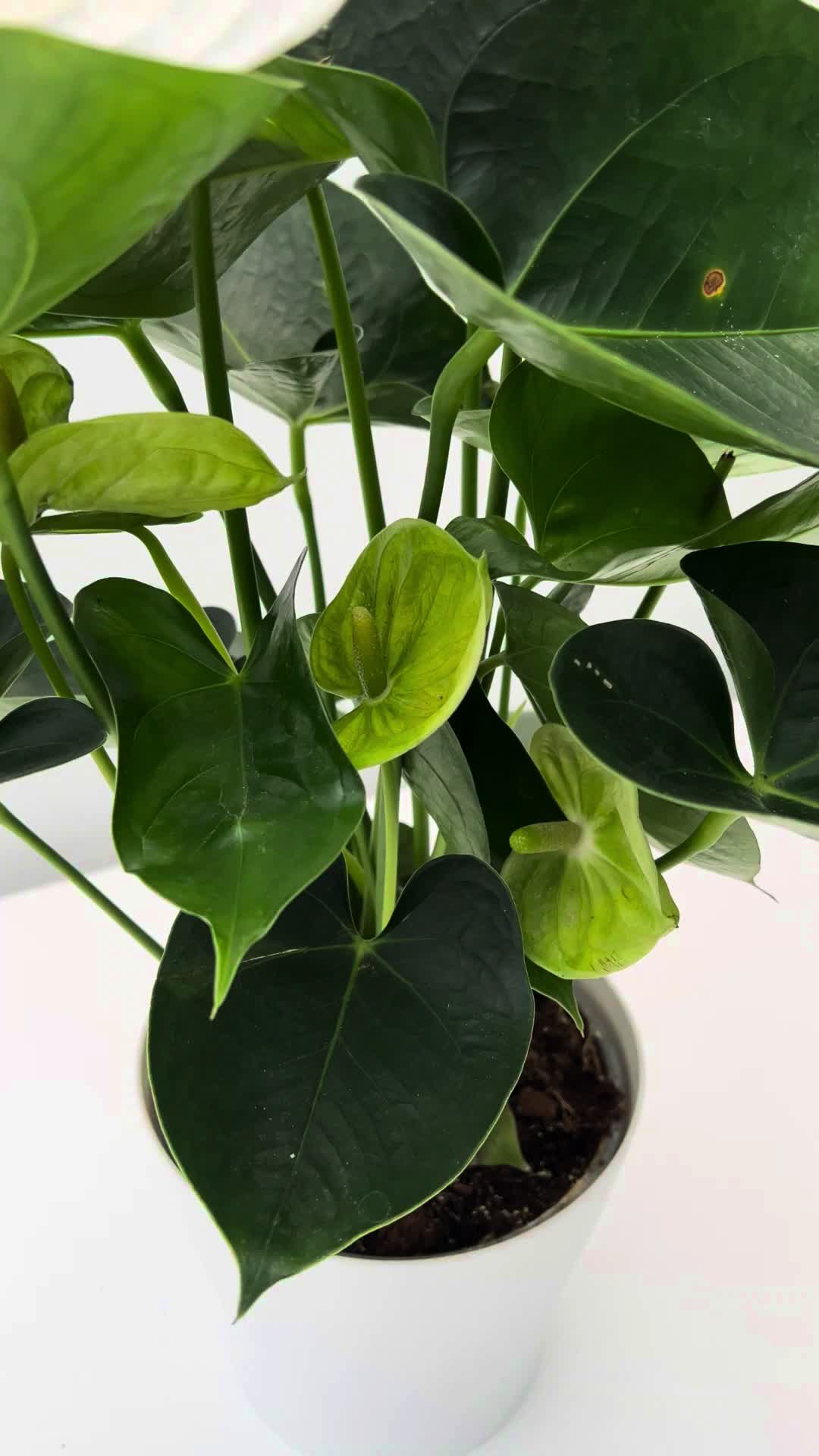 @Plant House & Garden