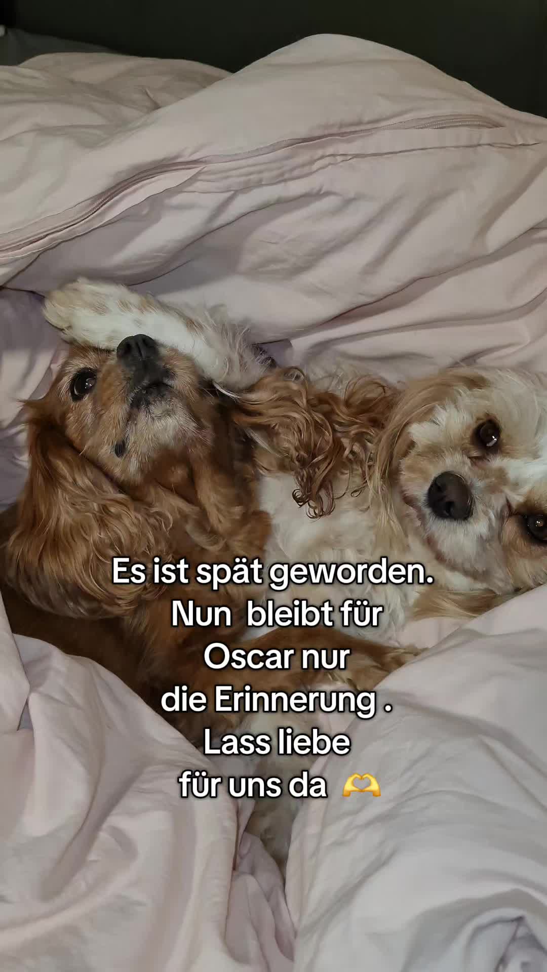 @Jazzy&Oscar's Hundeblog