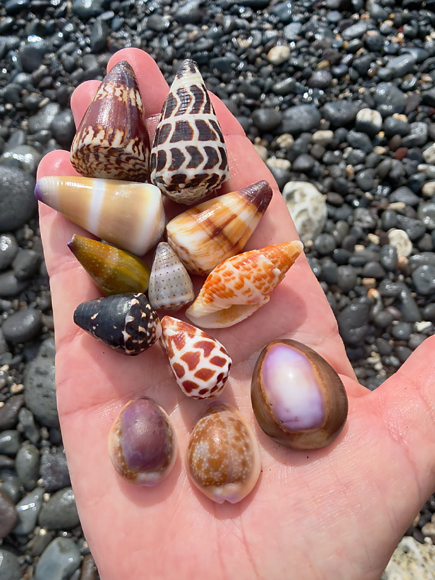 @Noe ๐ Shells