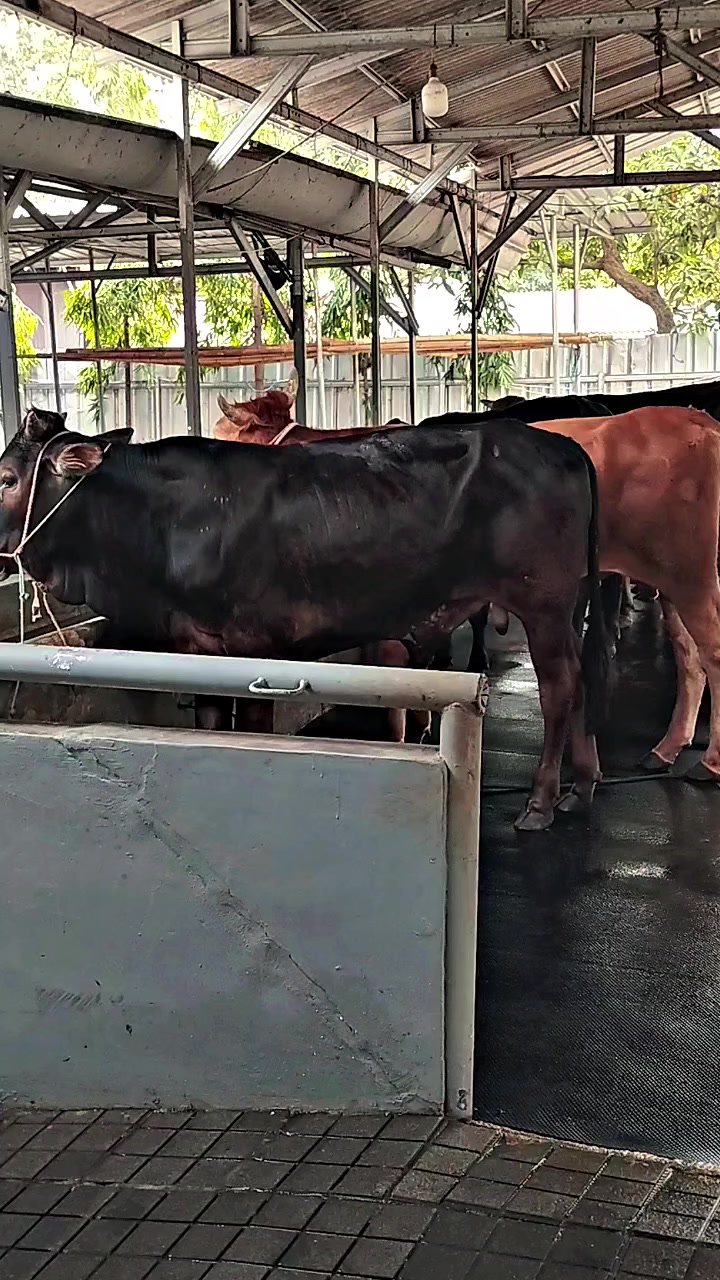 @PUTRA SADAM🐄🐂