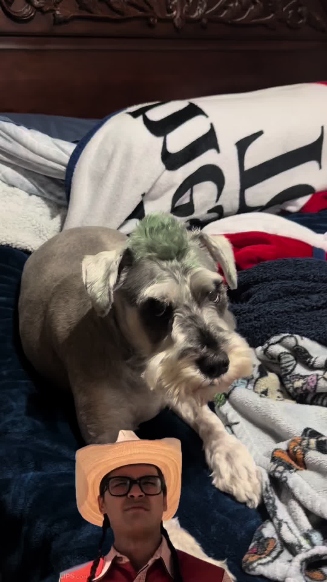 @Cooper The Schnauzer