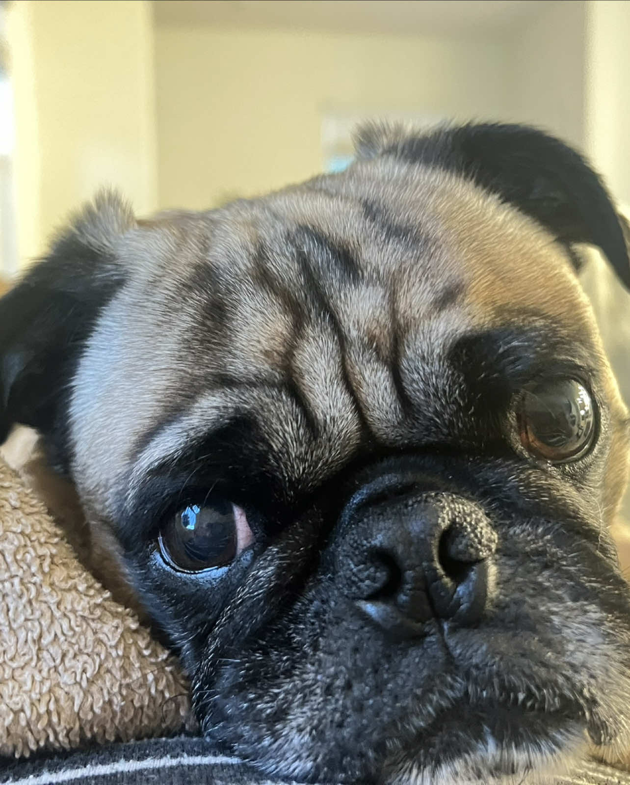 @Benji&Mia the Pugs