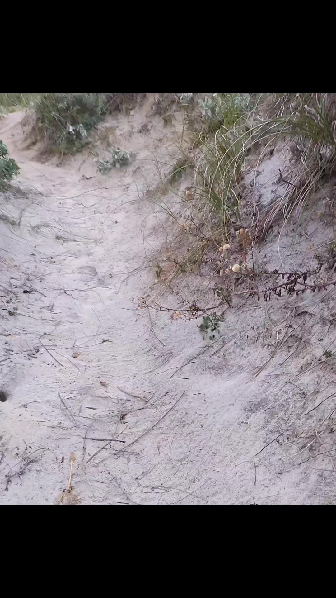 @Thatguyjustgotu