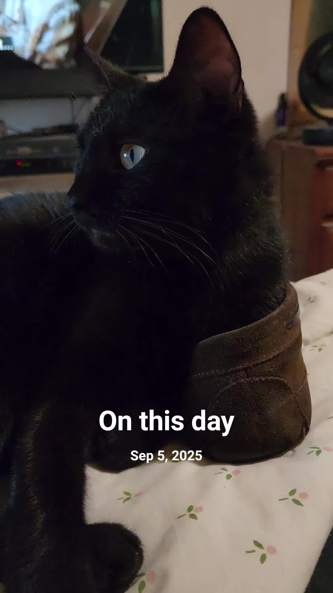 @𝘊𝘩𝘢𝘯𝘥𝘭𝘦𝘳𝘉𝘪𝘯𝘨_𝘈𝘍
