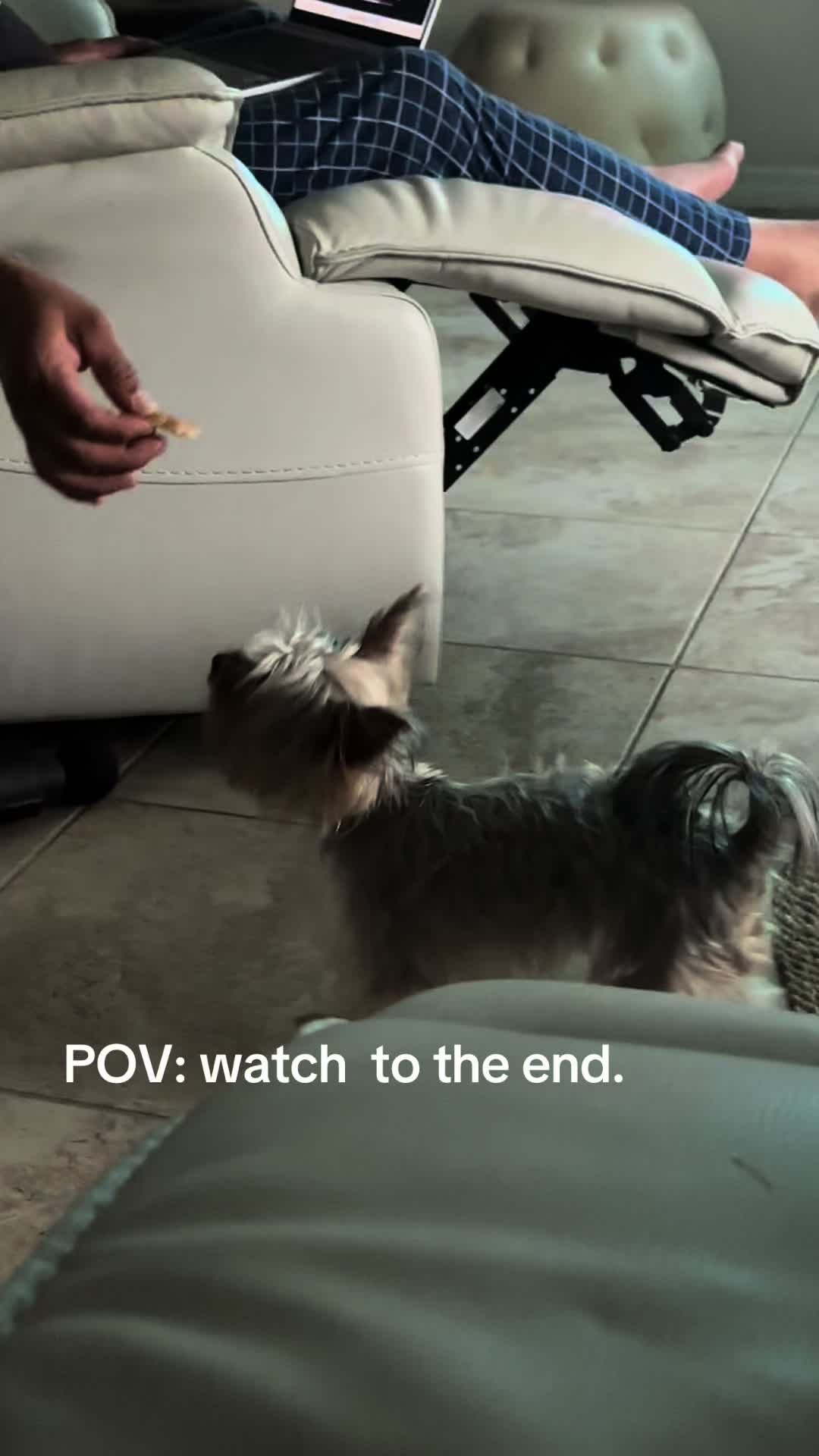 @Penny the Yorkie