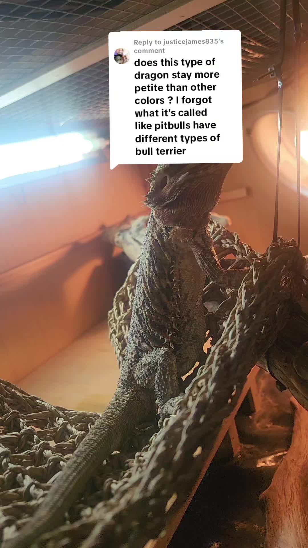 @My beardies & me 2.0