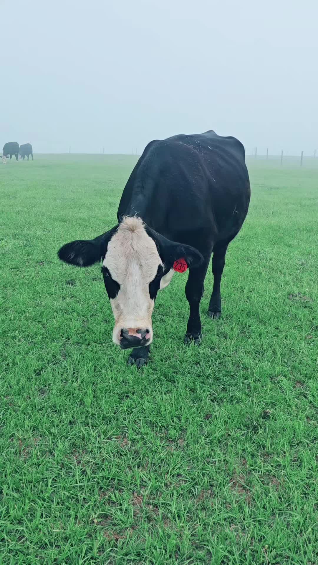 @M.I. CATTLE CO.