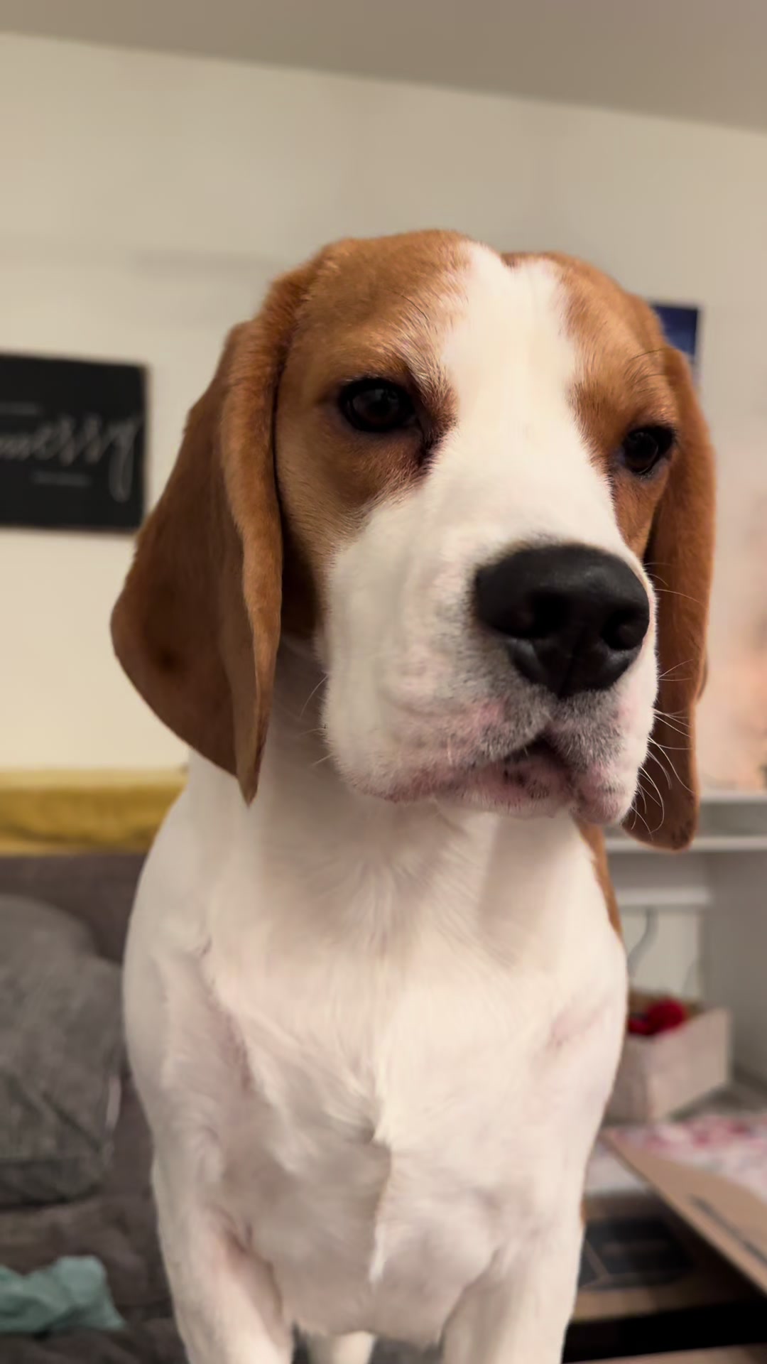 @Bogey the Beagle