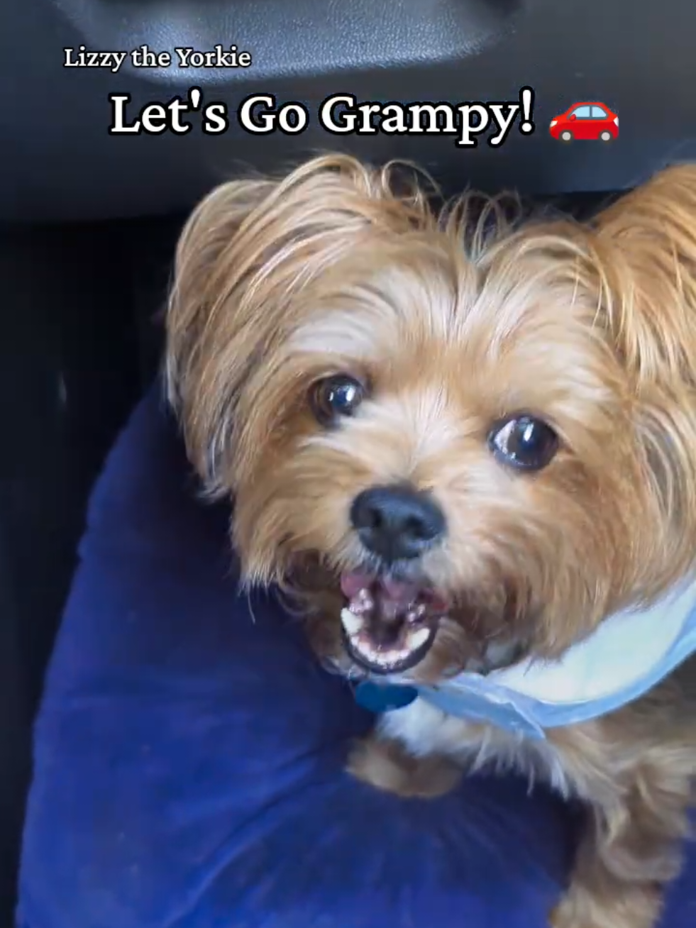 @Lizzytheyorkie