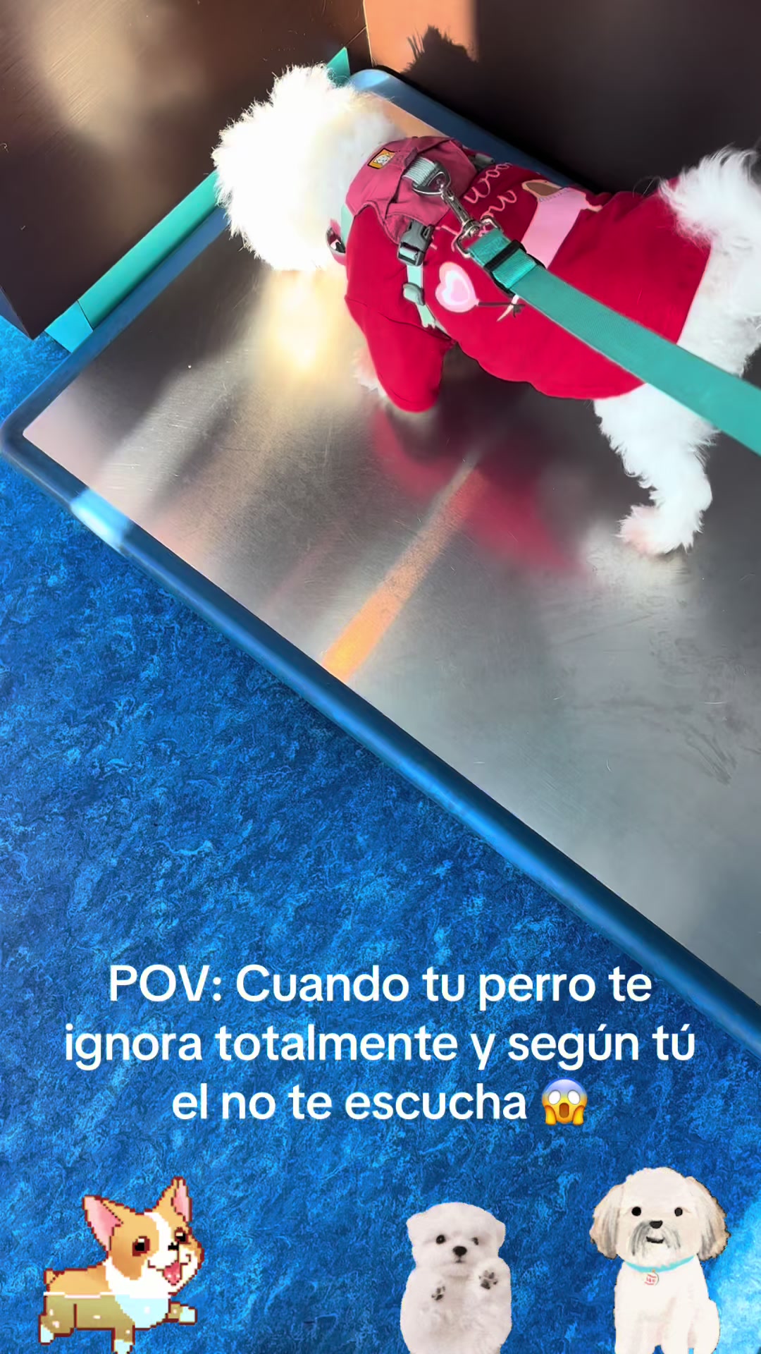 @los3huevertos