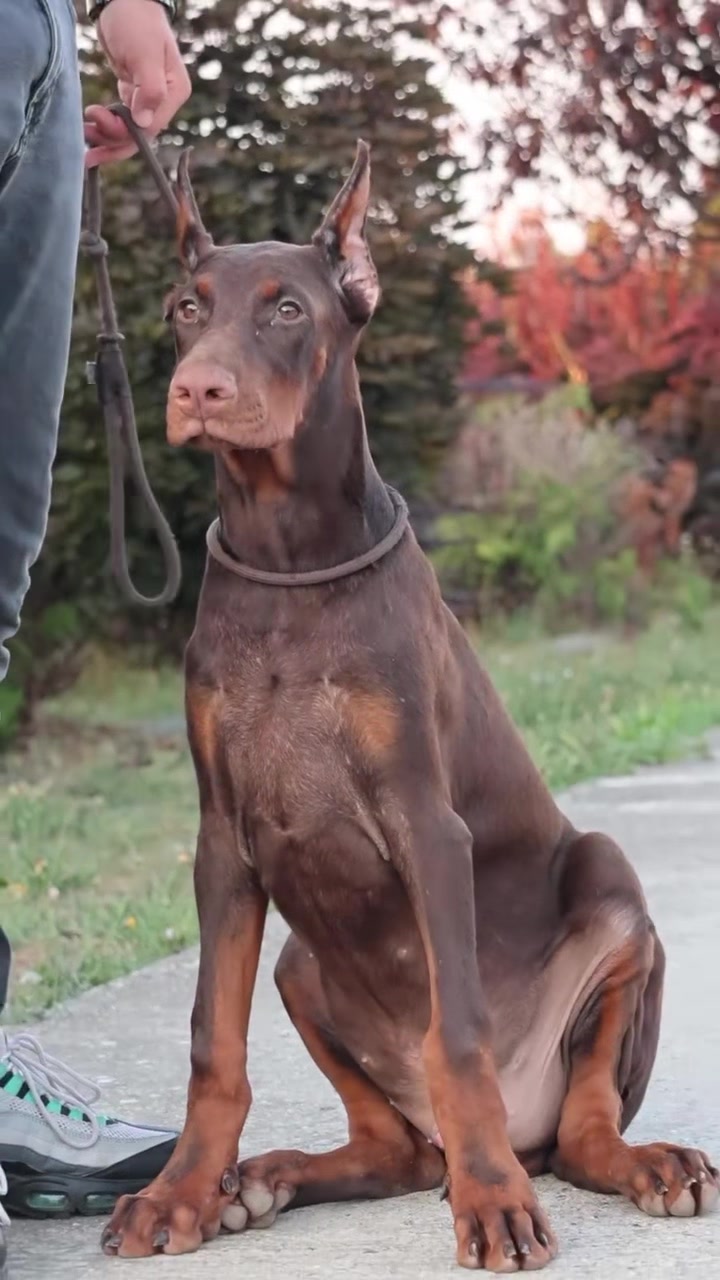 @Blakbone Mastiff Kennel