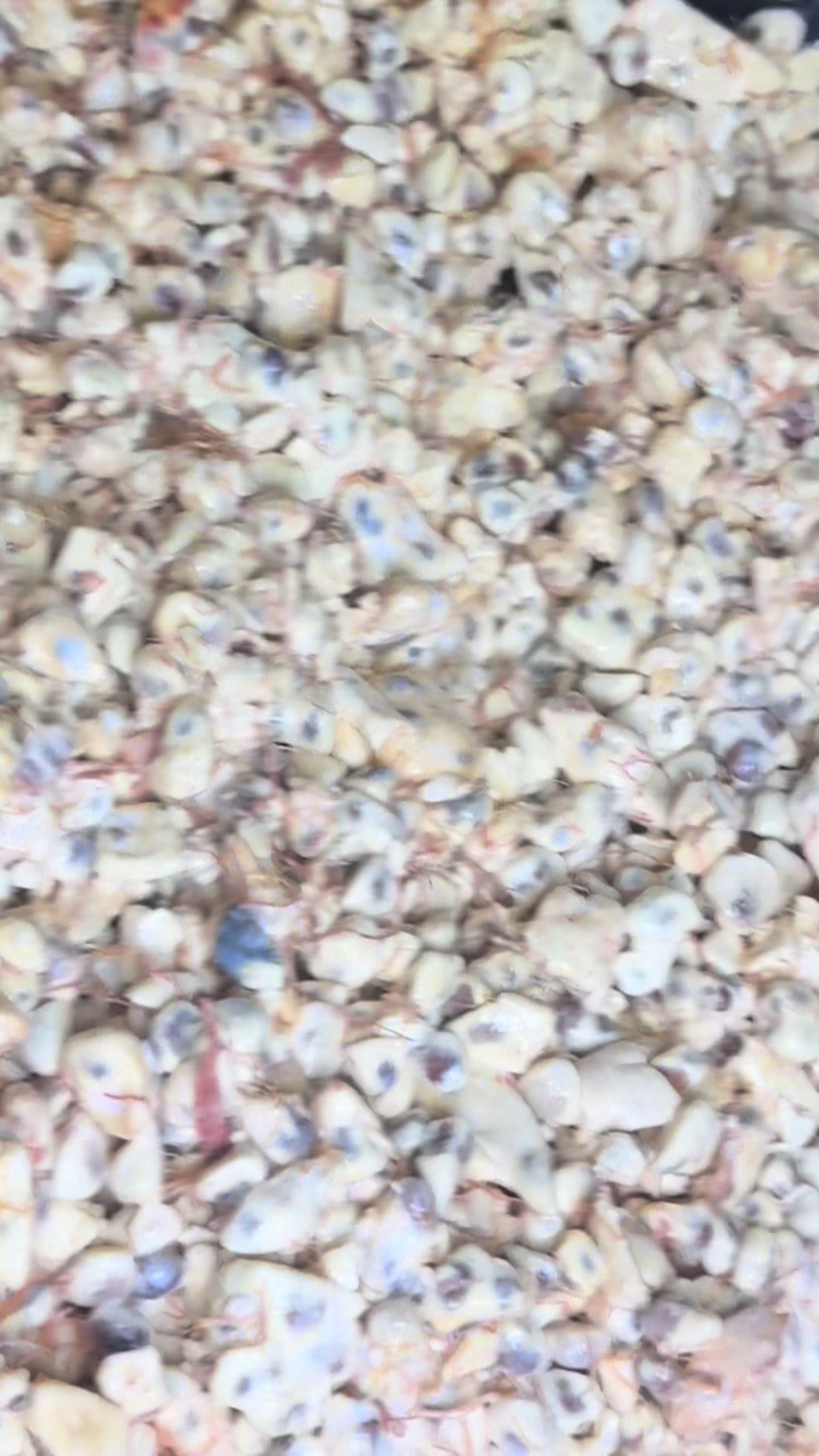 @saffsaffbyfatel