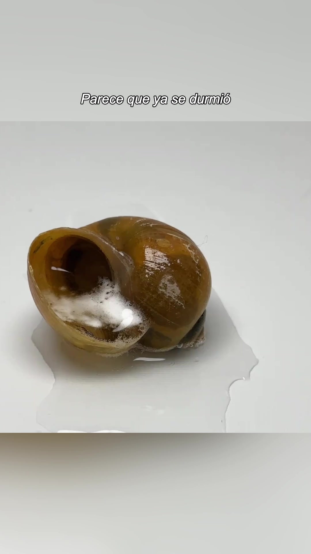 @fspoom