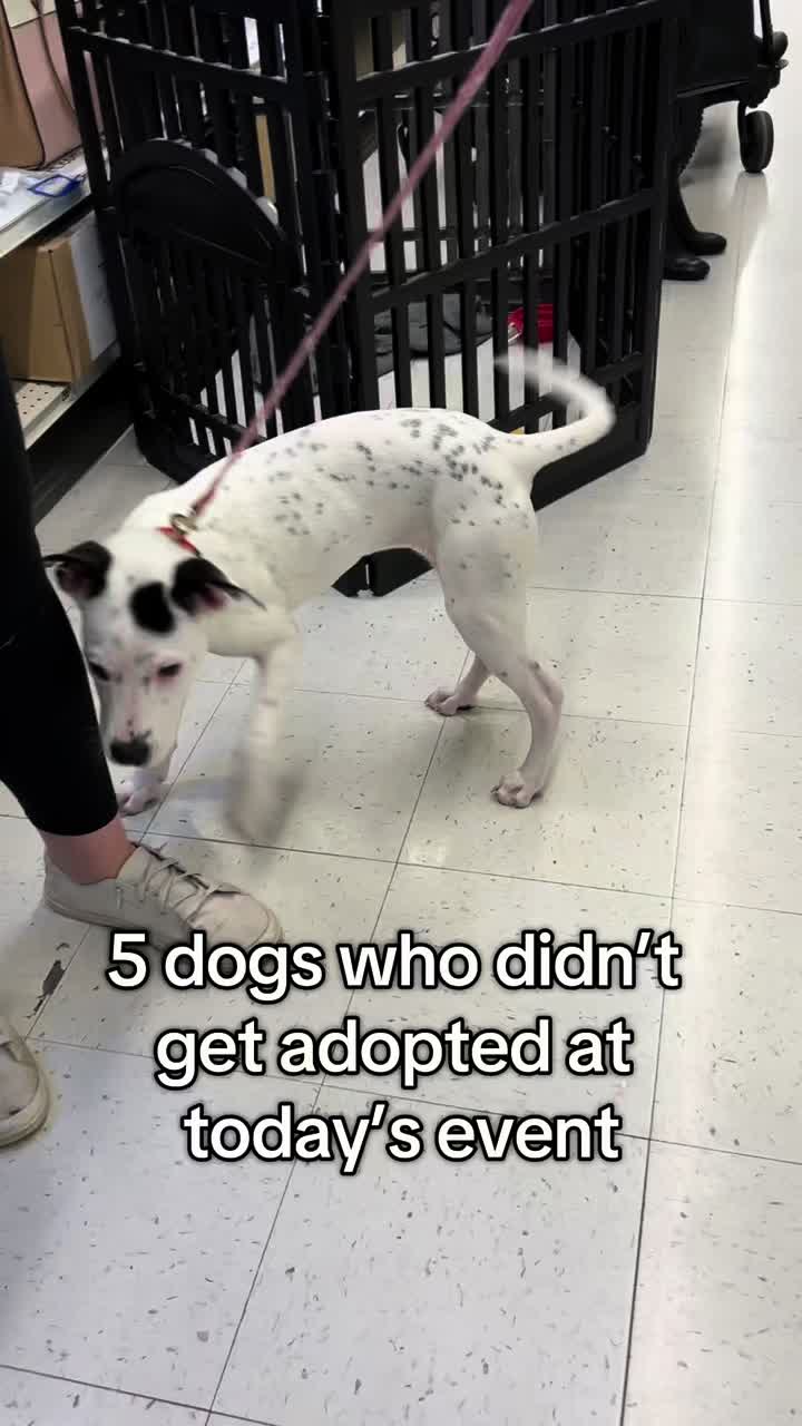 @716 PAWS