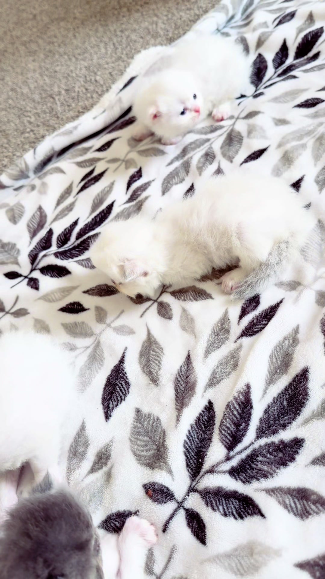 @PersianKitten