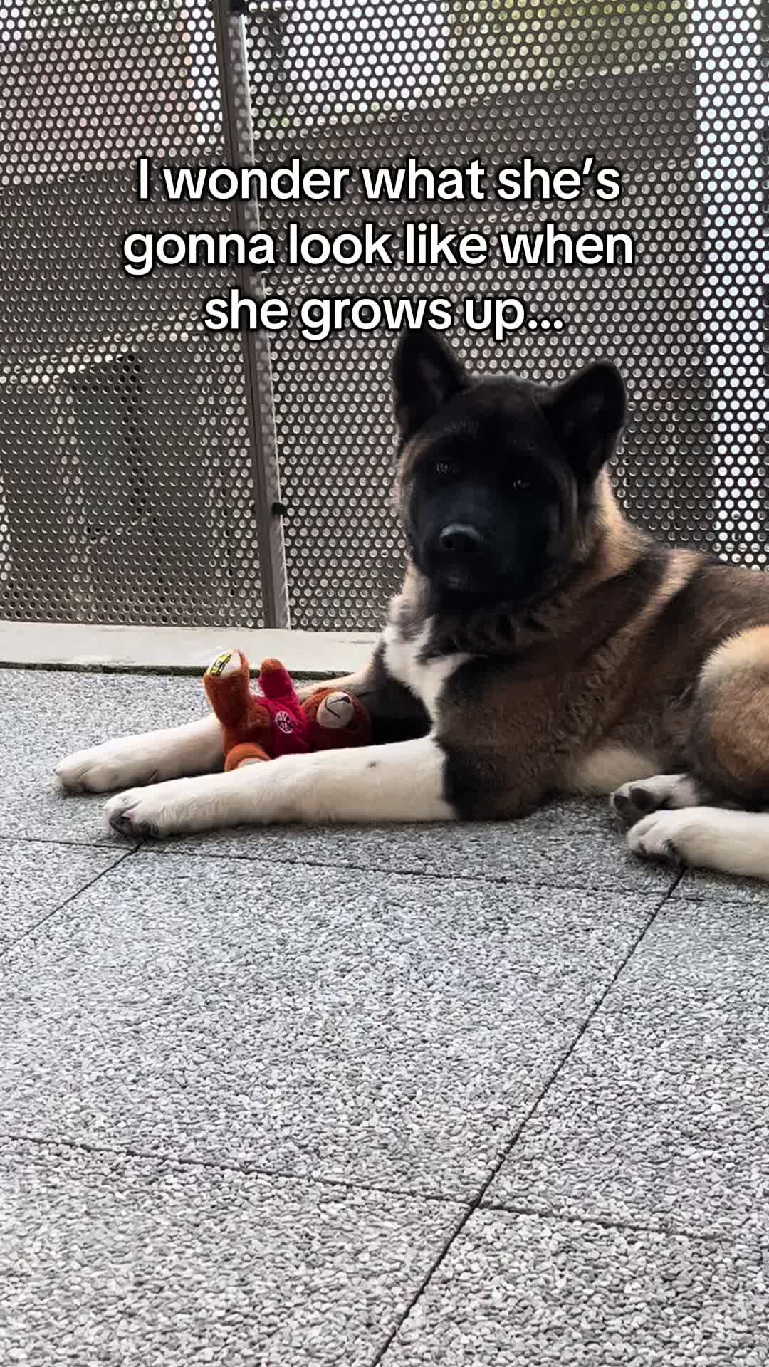 @Buffy_American_Akita