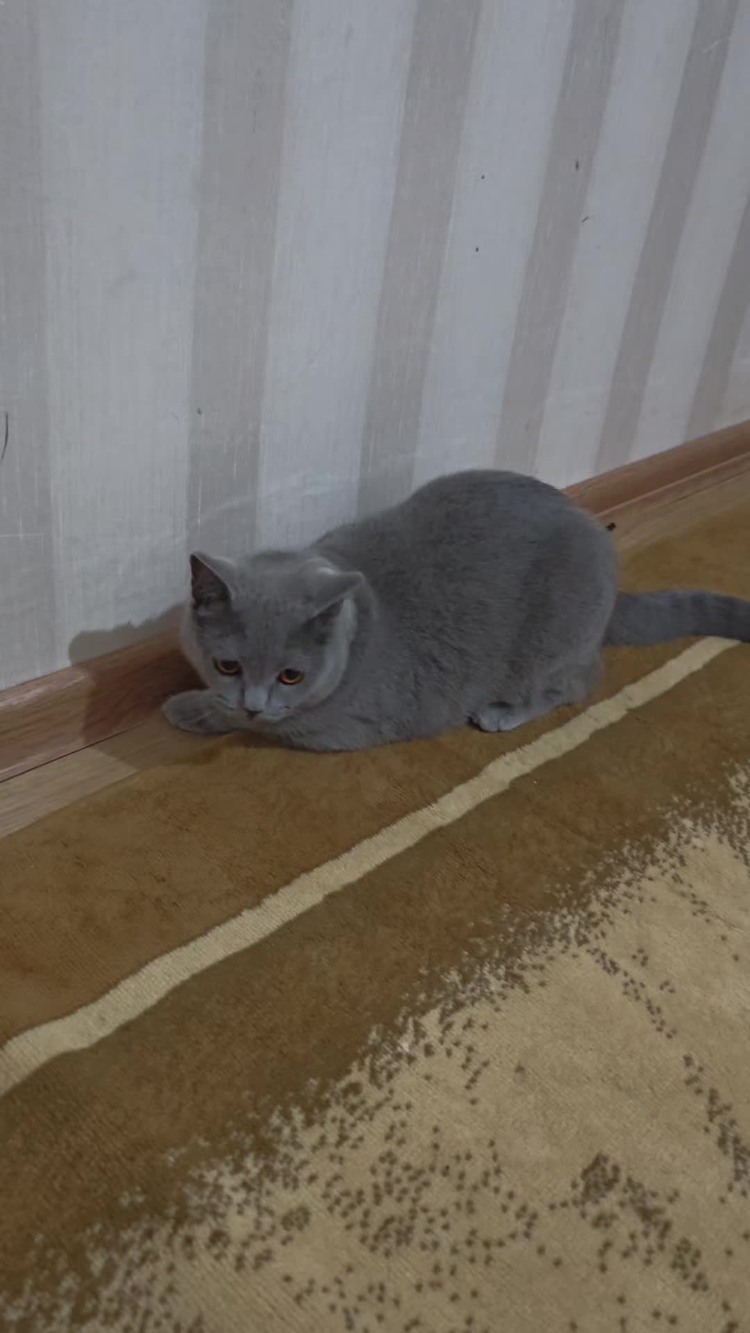 @๐ฐ๐๐ฐ๐ ฤฐ๐๐ถฦ๐ฝ๐ณฦ๐๐ปฤฐ