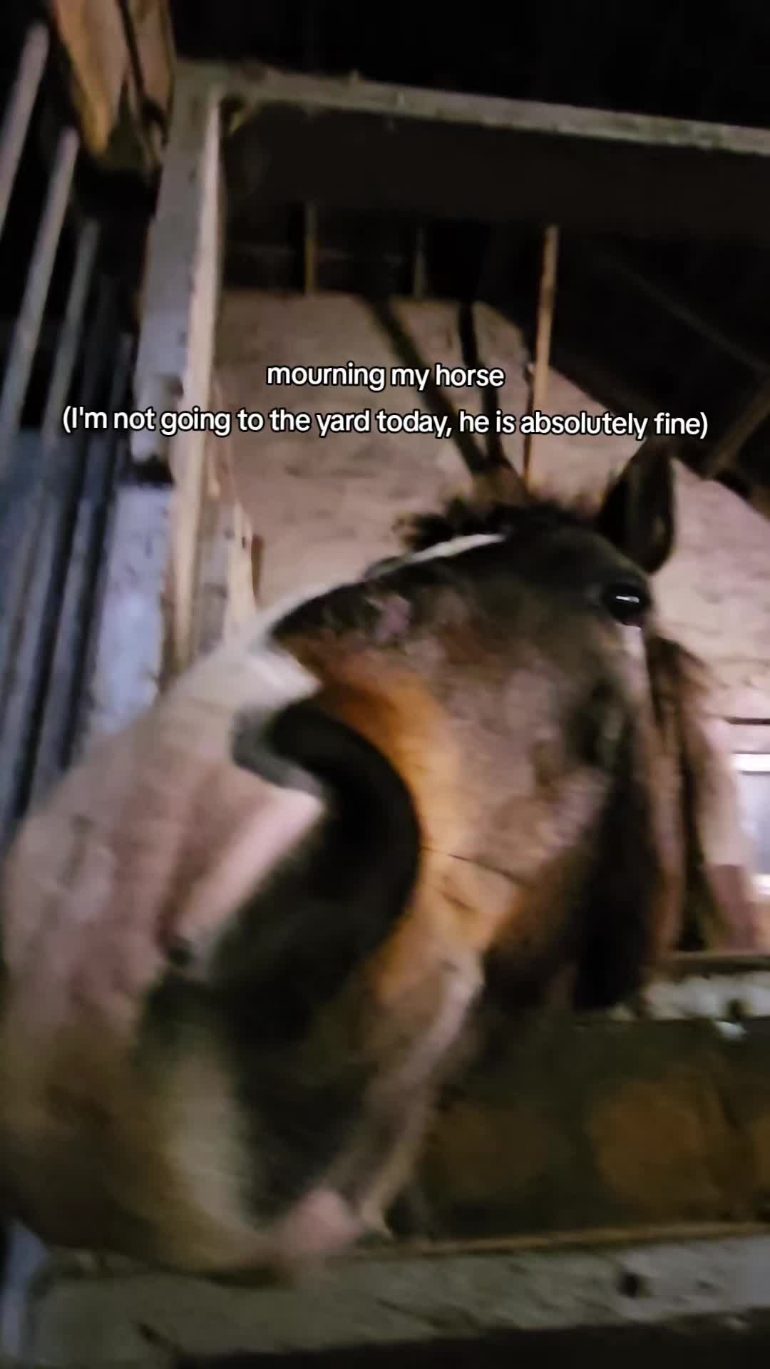 @Dino and horses