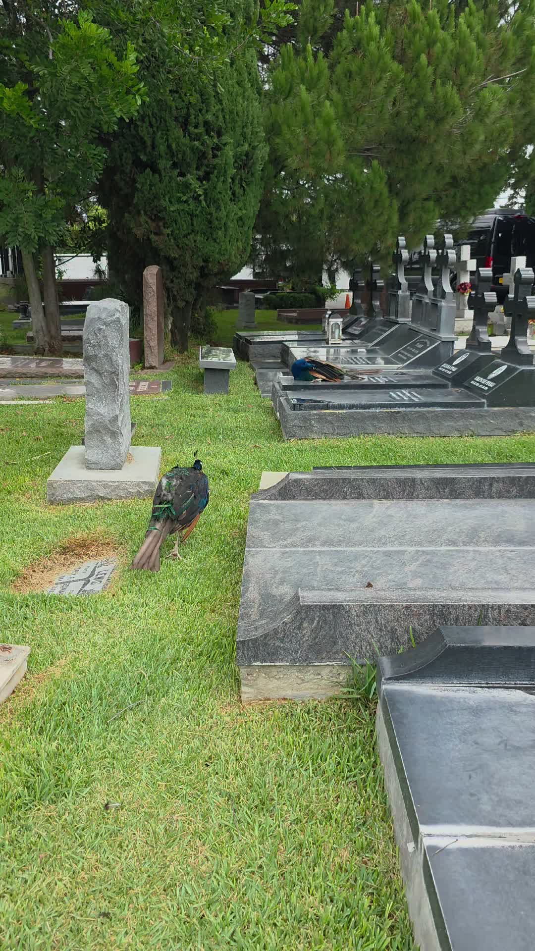 @Guy in the Graveyard