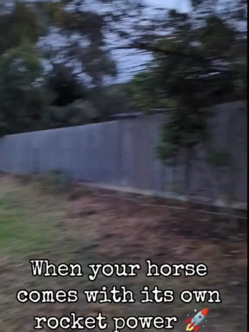 @Horses TikTok