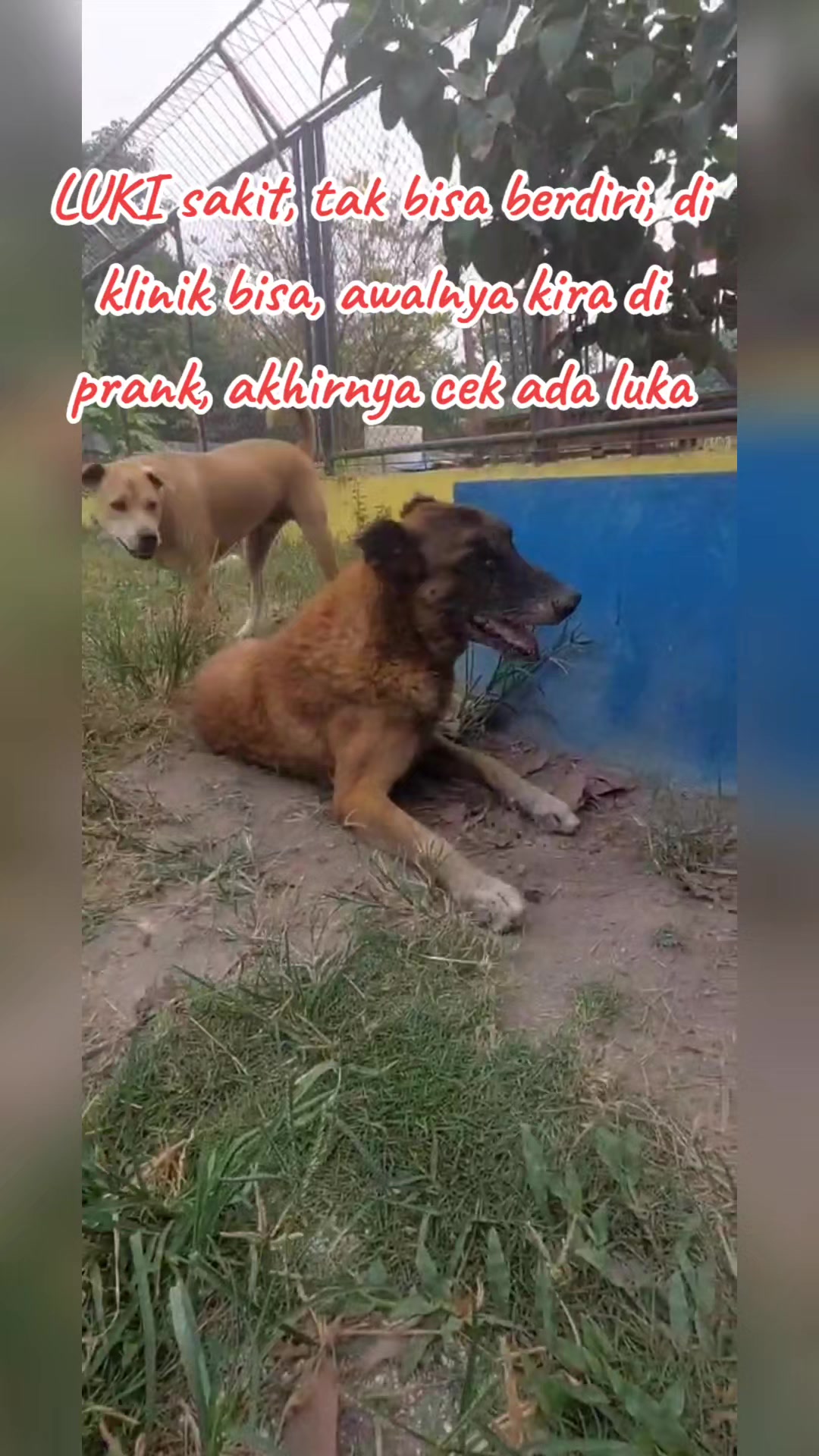 @JAMBI DOG LOVER✨